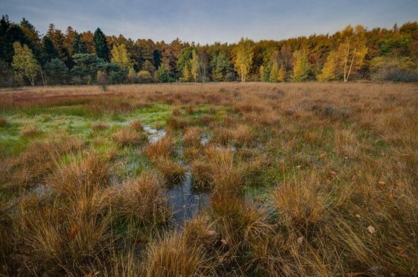 Torfowisko pod Zieleńcem – rezerwat przyrody w Górach Bystrzyckich